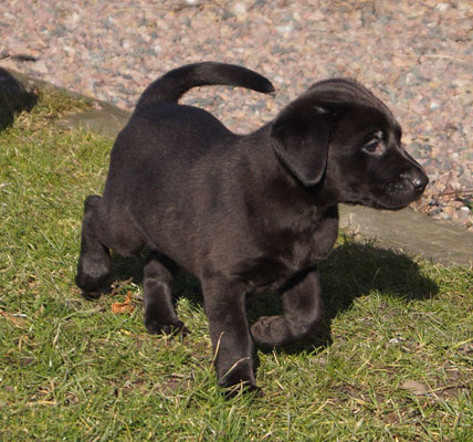 R-Kull 6 weeks